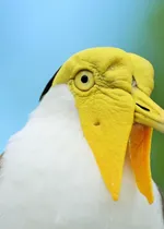 Ehrenmitglied-Vogel